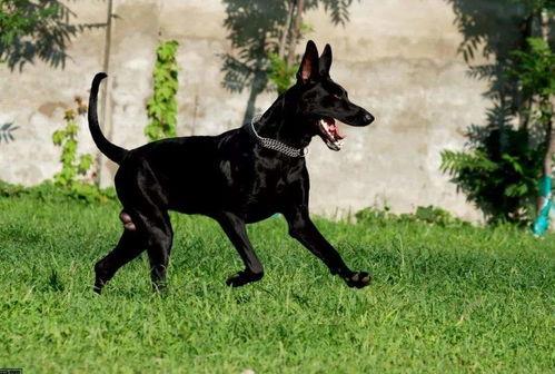 与狗无码下载地址,狗无码资源下载地址大公开