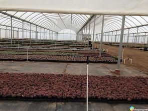 日本大棚舞,融合传统与现代的舞蹈盛宴